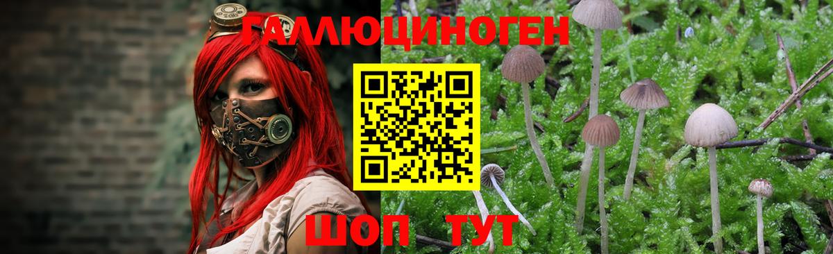 Галлюциногенные грибы Psilocybine cubensis Хасавюрт